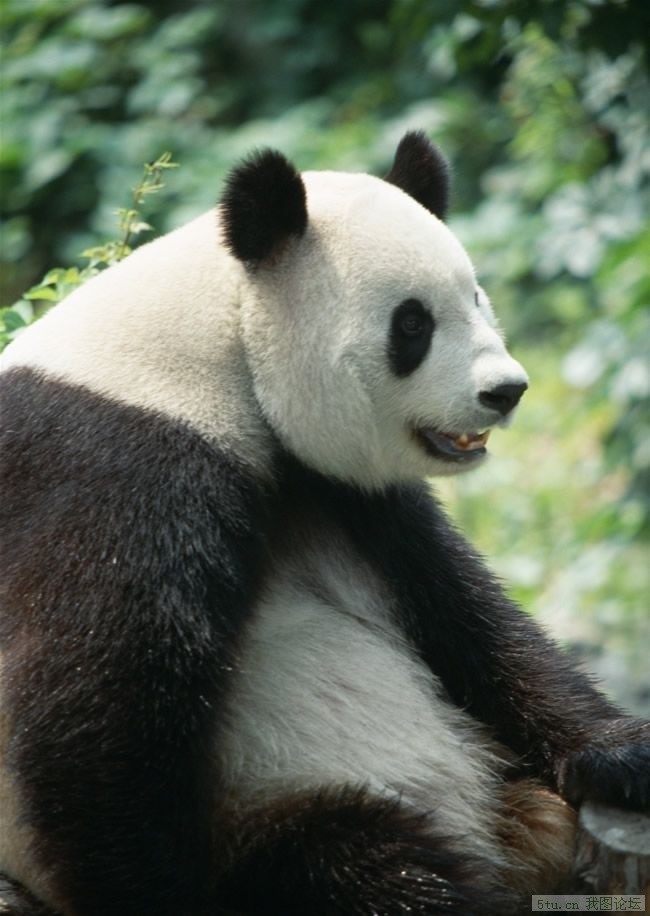 国宝熊猫高精大图