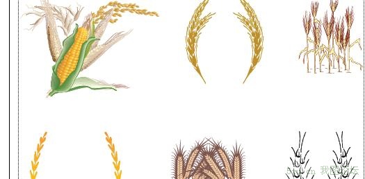 矢量玉米与麦子