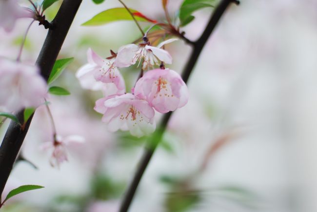 春天拍的樱花照片