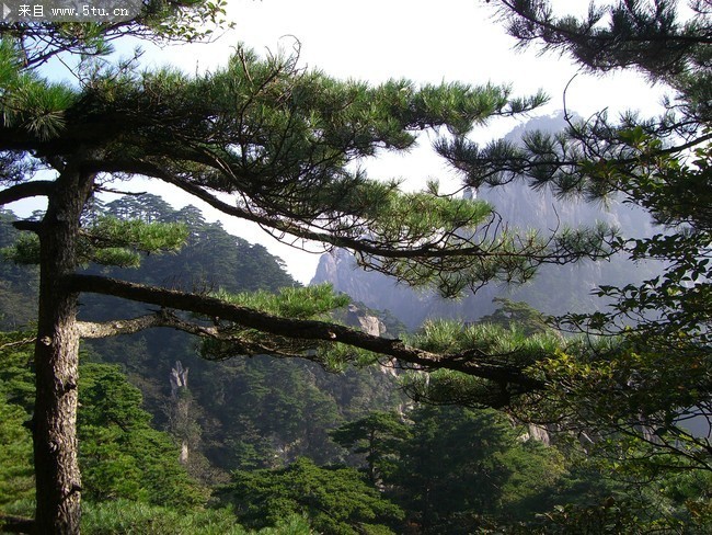 黄山风景 迎客松