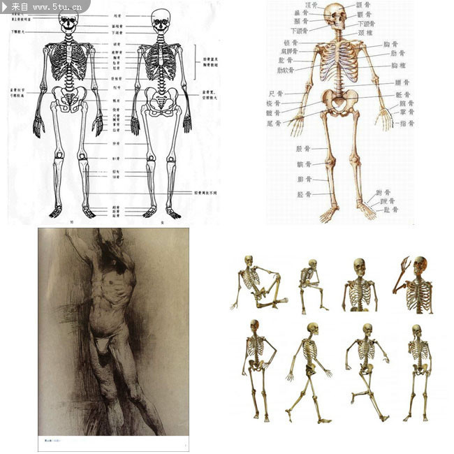 人体骨骼模型 人体骨骼分布图
