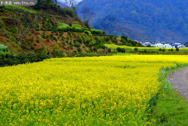 油菜花图片 农村风景