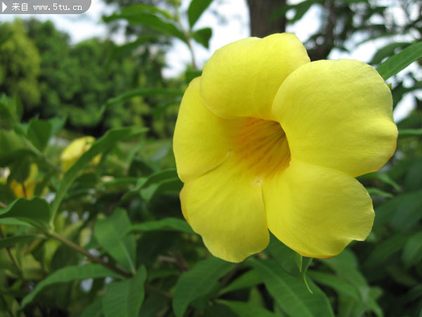 花朵摄影 红花鲜花