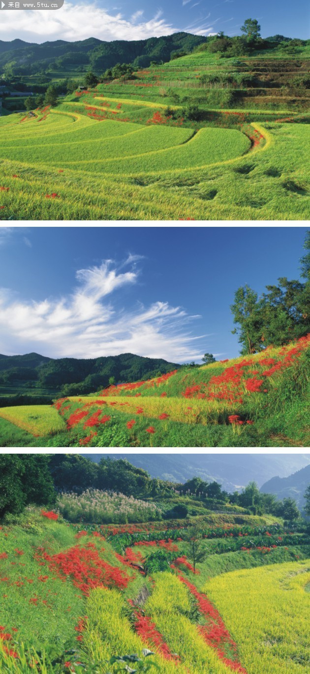 夏天梯田图片 稻子成熟的田地_自然风光_风景背景_高