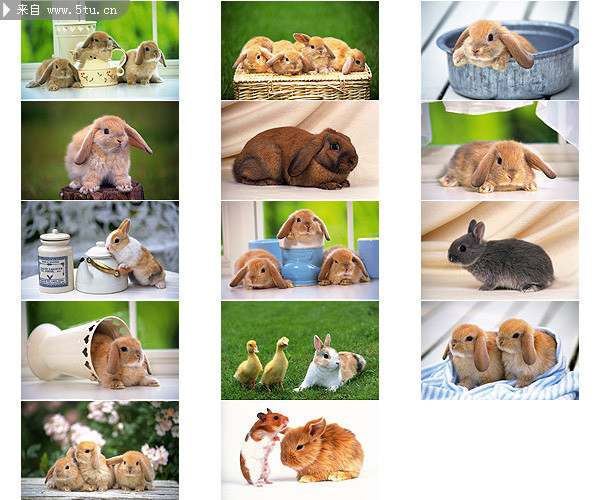 关于兔子的图片 兔子图片大全 