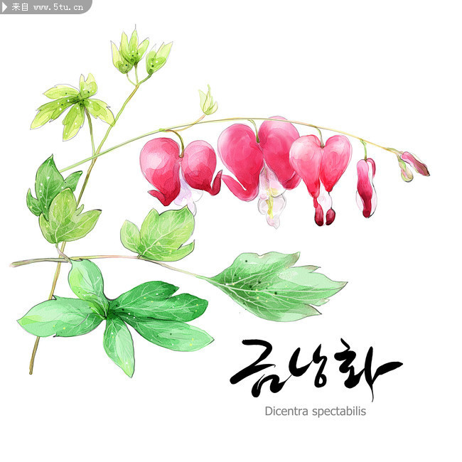 韩国水粉风格鲜花 