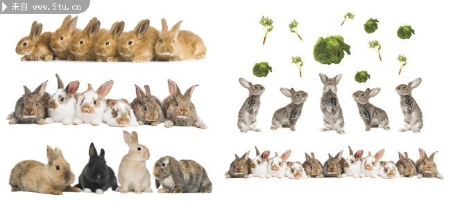 小兔子图片库