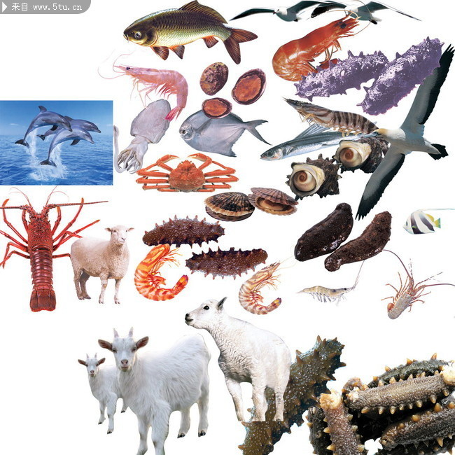 海鲜PSD素材 动物图片