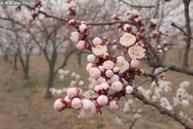 桃树开花图片粉红桃花