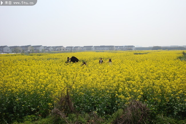 油菜花地 春天景色素材图片