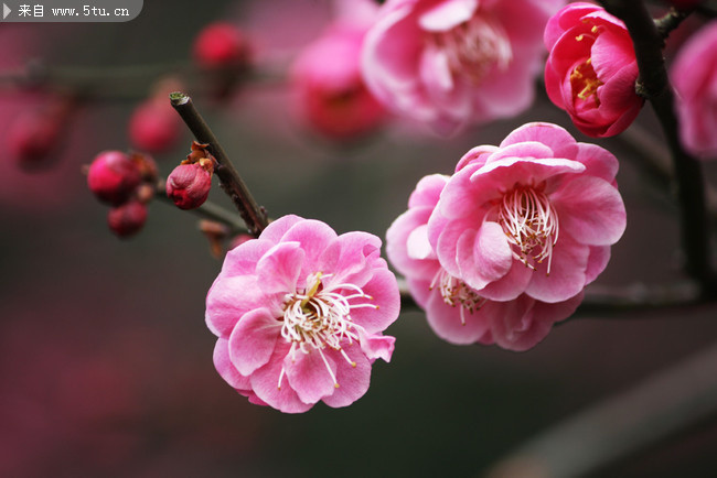 梅花高清图片