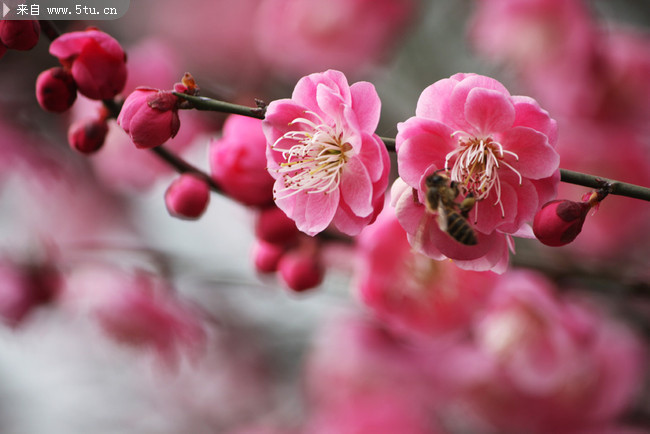 梅花图片素材 