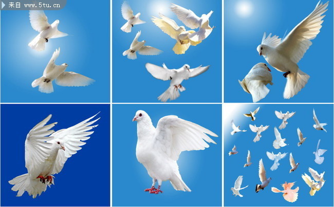 鸽子飞翔图片 动物素材库