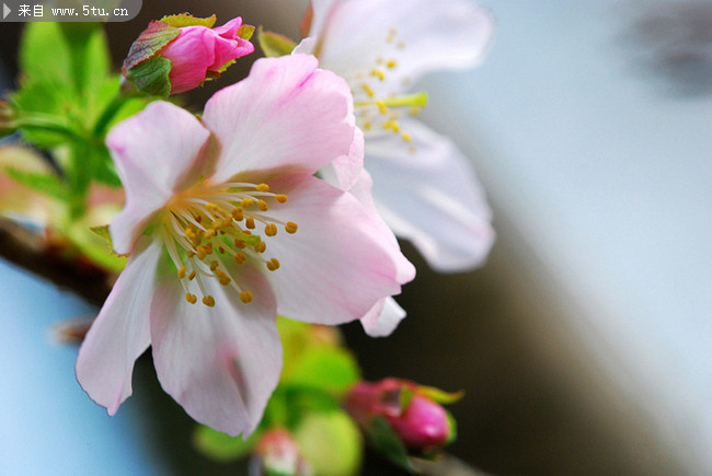 海棠花图片 鲜花大图