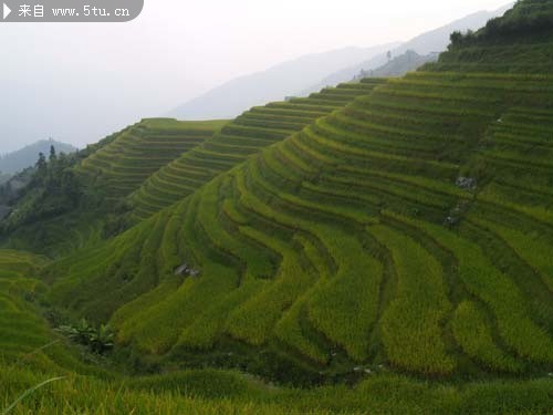 广西梯田图片 山间风光图片