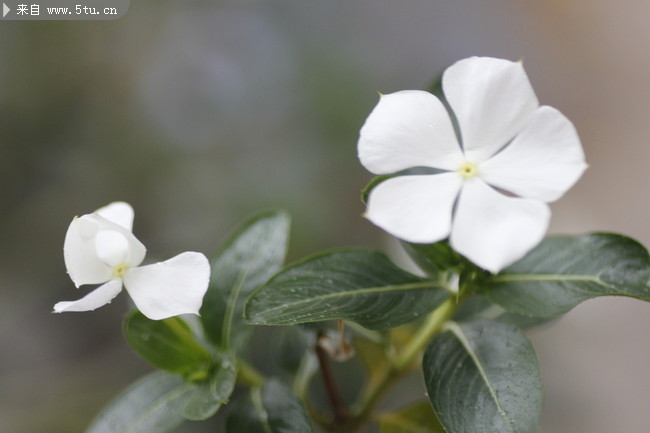 绿叶白花图片 植物花卉摄影