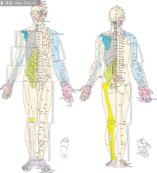 人体穴位图片 中医经络脉络挂图