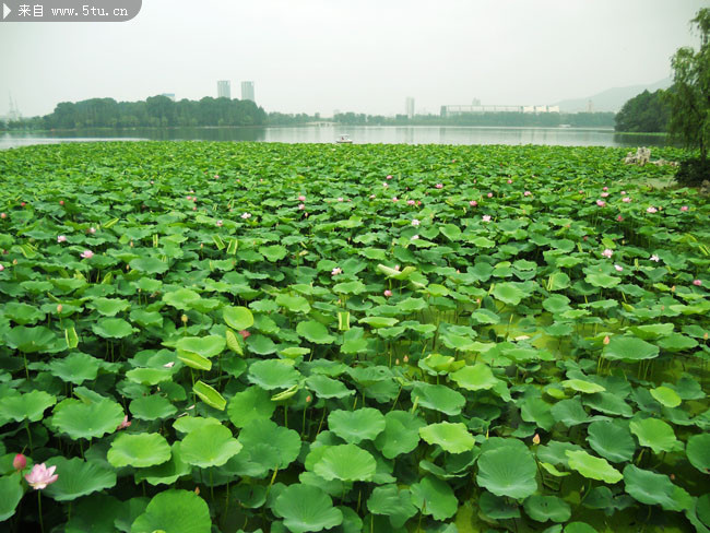 夏荷池塘图片 荷塘风景摄影