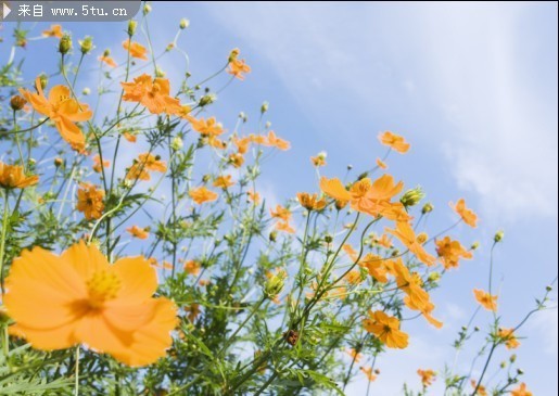 小黄花摄影图片