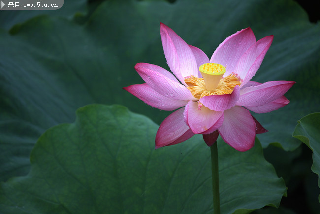 荷花摄影图片 莲花下载