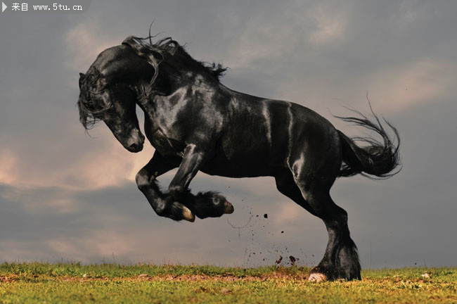 骏马摄影图片,主题为马匹图片,可用作动物图片,骏马大图,马高清图片