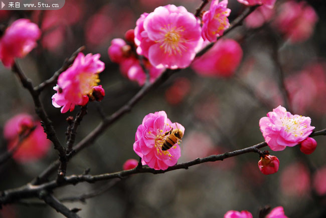 春天桃花摄影图 高清花朵图片