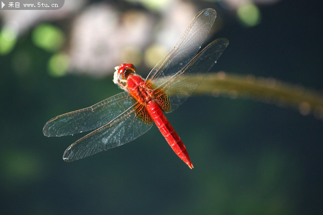 图片介绍当前图片:红蜻蜓图片 原创昆虫摄影,主题为蜻蜓摄影图片,可用