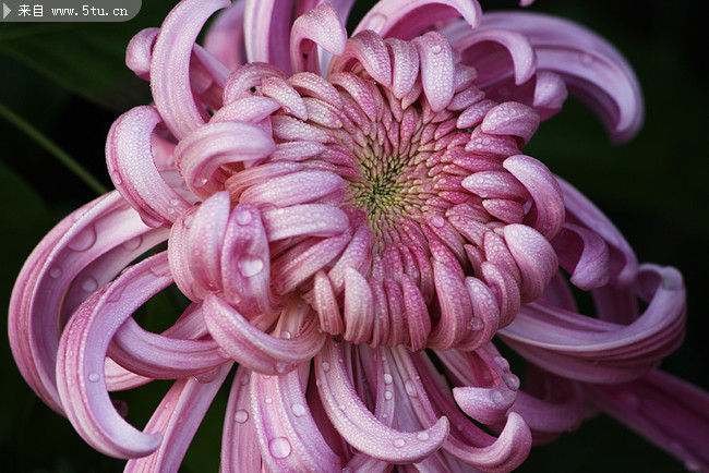 图片介绍当前图片:菊花高清摄影 漂亮菊花图片,主题为植物图片,可用作