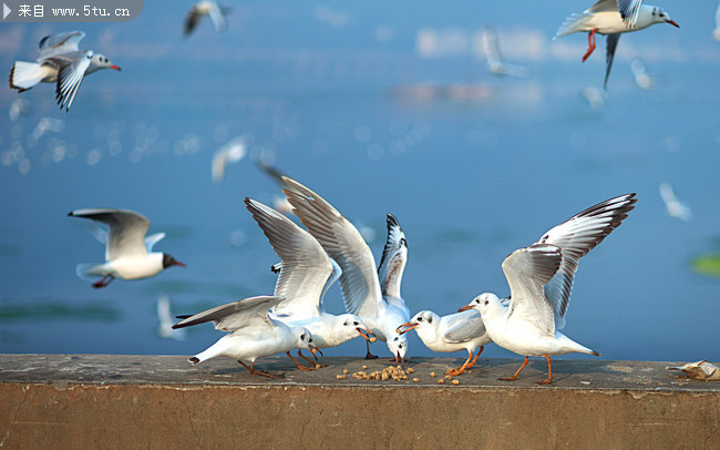 海鸥图片 野生动物摄影