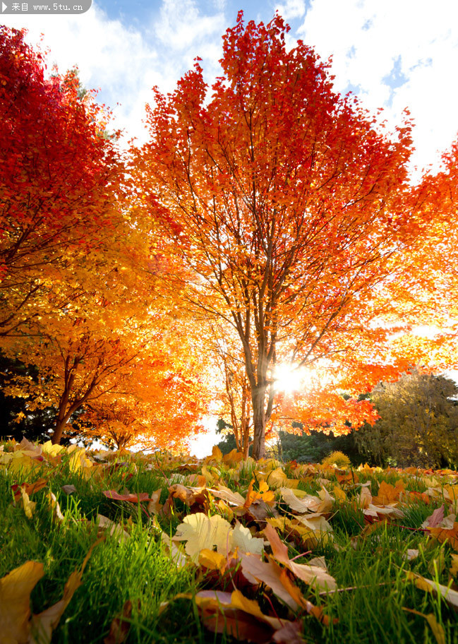 唯美风景装饰画 秋天枫树林图片
