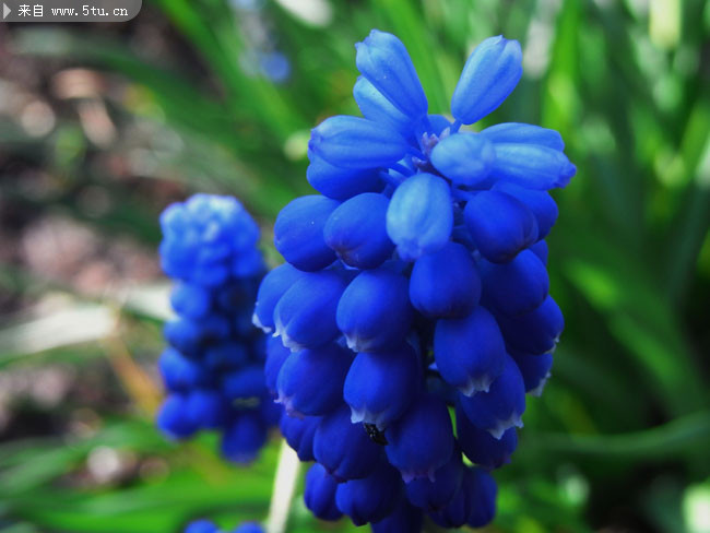 蓝色花朵特写 