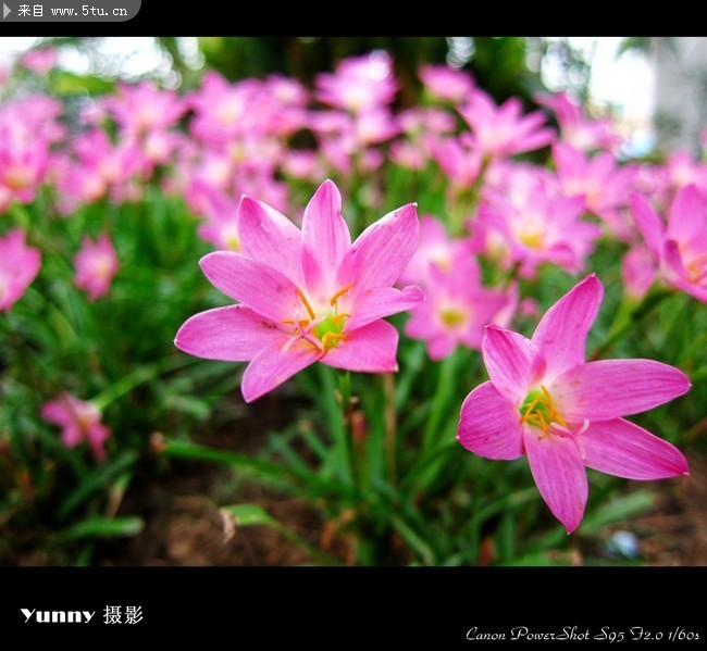 漂亮紫红色小花图片 