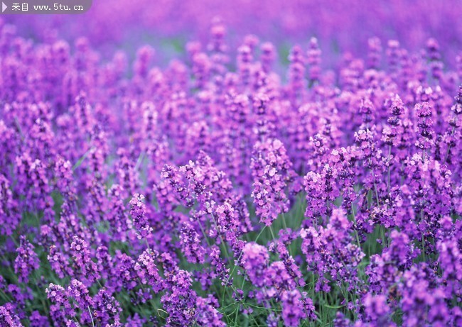 紫色薰衣草图片 鲜花桌面背景图片