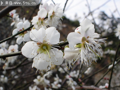 白色杏花图片