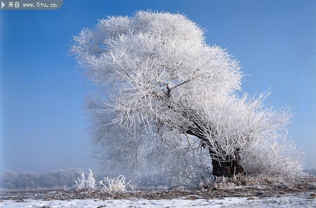 银树图片 漂亮的雪景图片