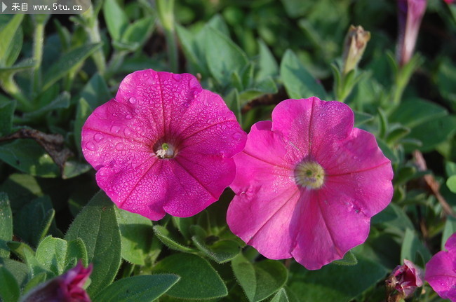 紫红牵牛花高清大图