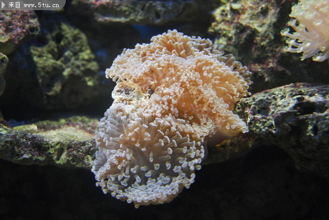 海底珊瑚高清图片 海洋生物摄影