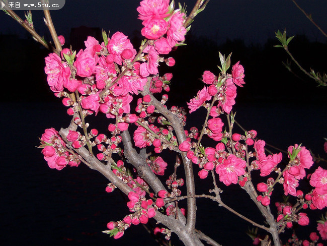 春天夜景桃花图片