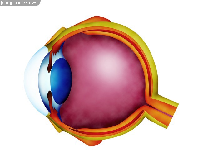 眼球剖面图 眼球结构图片