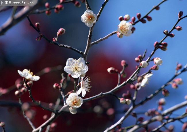 桃花壁纸素材 春天桃花摄影图