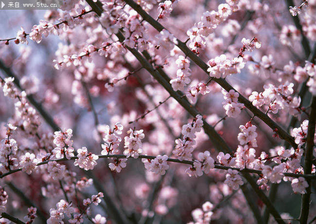 白色桃花摄影图片 花满枝头