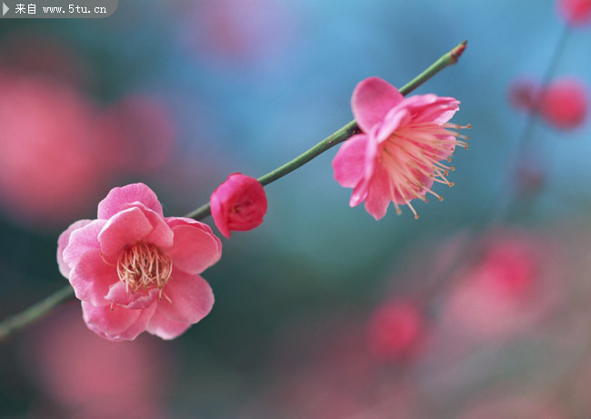 春天桃花摄影素材 红花图片