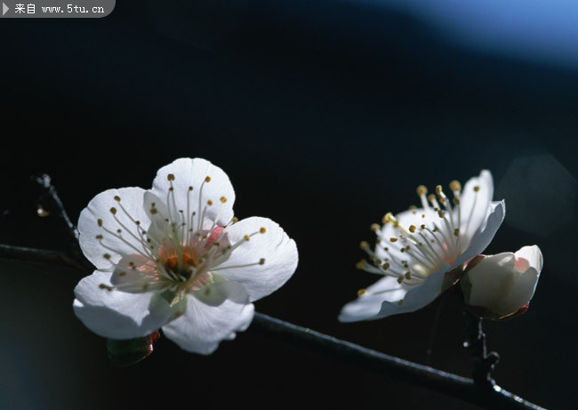 白色桃花特写照片 