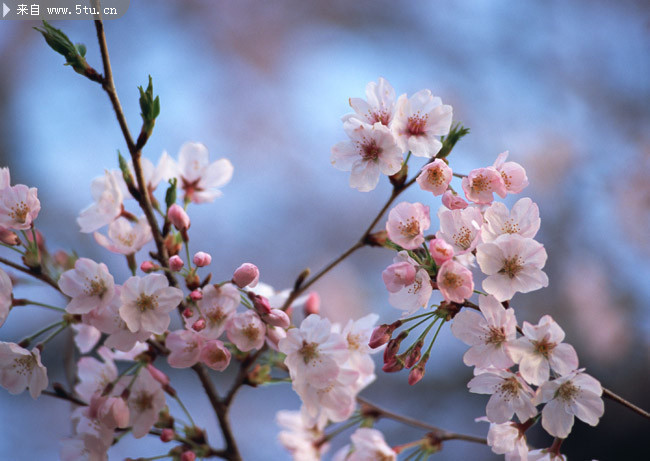 春之樱花图片 漂亮樱花大图