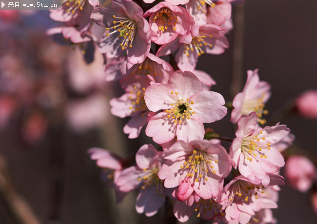 粉红桃花特写高清大图