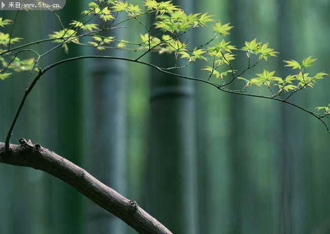 嫩嫩的枫叶图片