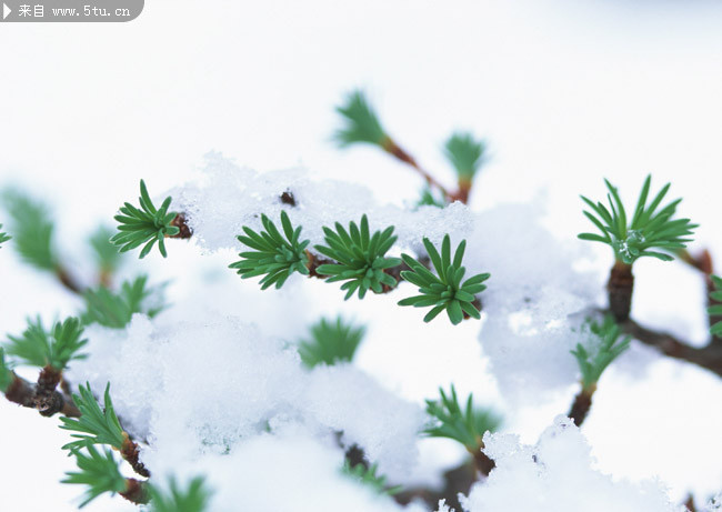 冬雪压枝图片 