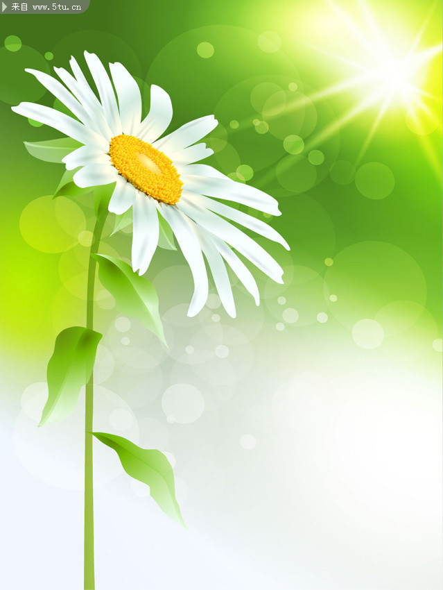 太阳光照的花朵 绿色背景素材