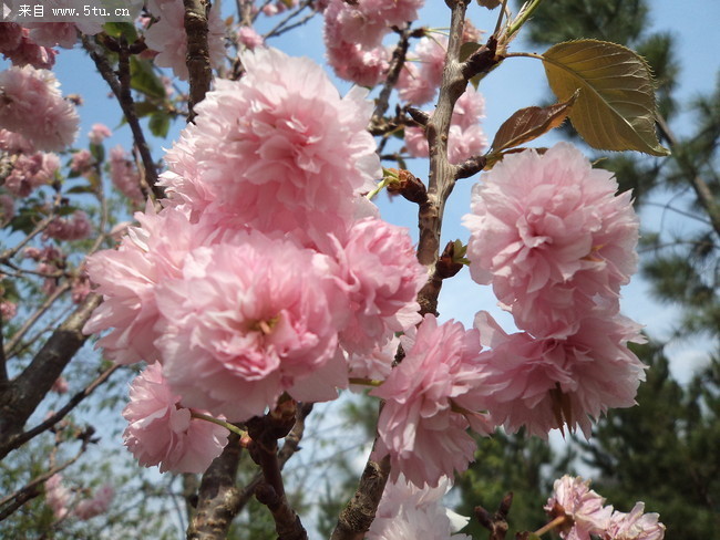 灿烂的樱花特写图片