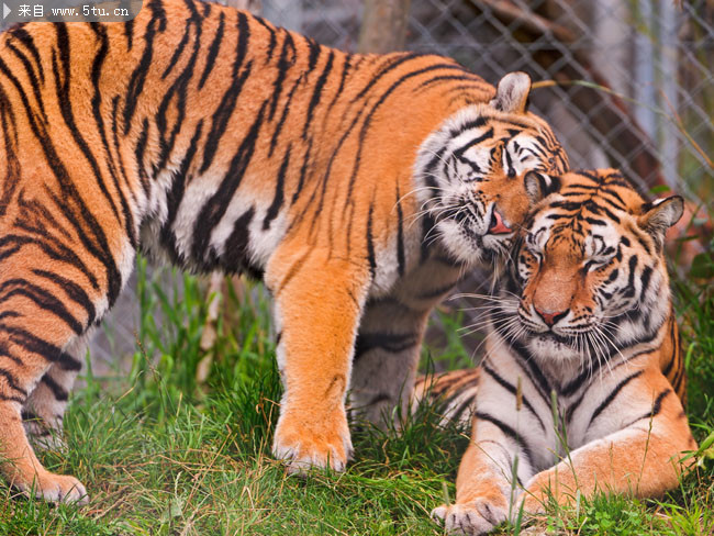 两只老虎照片 动物园的老虎